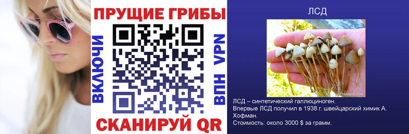 Купить где  Вязники  Галлюциногенные грибы Psilocybine cubensis 